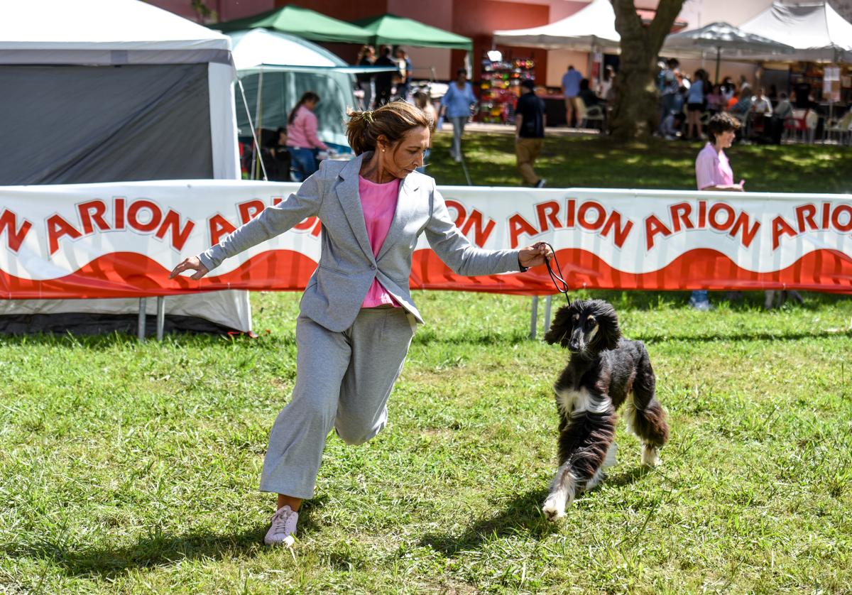 Dentro del ring uno de los perros hace una demostración de su movimineto.