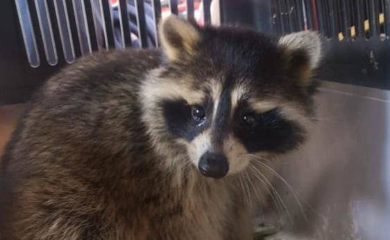 Imagen de un mapache como el aparecido en el entorno del faro de Lekeitio.