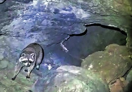 El mapache avistado en Lekeitio salía de una gruta cercana al faro de Santa Catalina