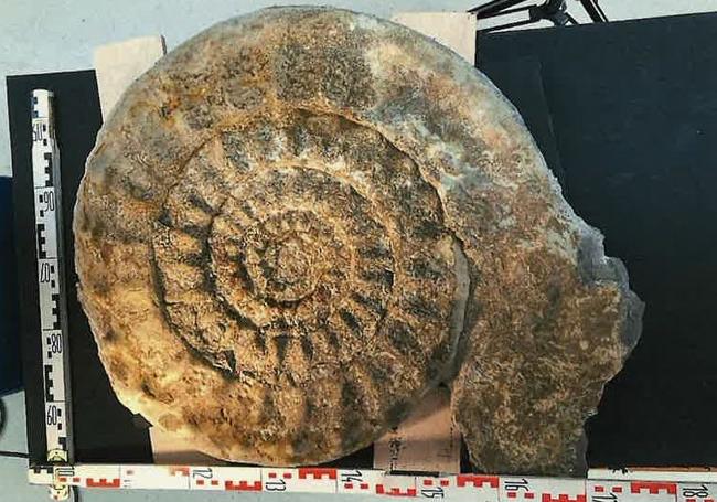 El ammonites de 60 centímetros se ha descubierto en el 'Paseo de los Fósiles' de Nanclares.