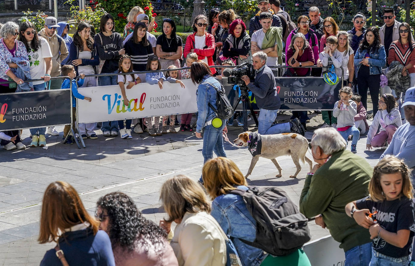 Perros buscan un hogar en la pasarela de Apasos