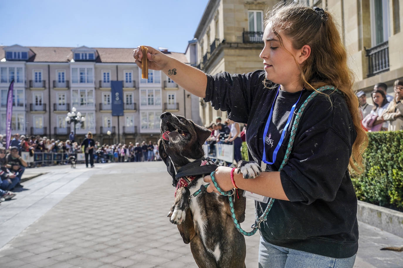 Perros buscan un hogar en la pasarela de Apasos