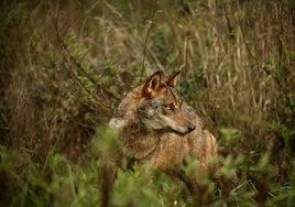 El furtivismo es la principal amenaza para el lobo en Euskadi