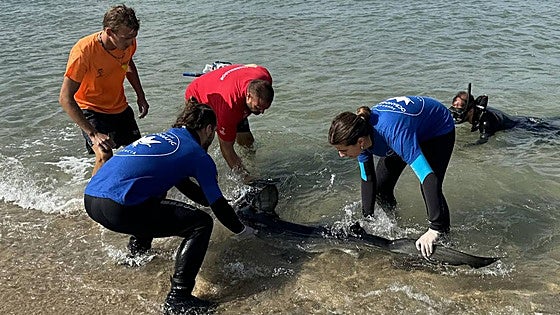 El misterio del tiburón 'apuñalado' por peces espada