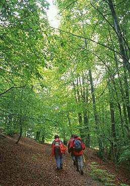 Imagen - Buscando setas por el Parque Micológico de Ultzama