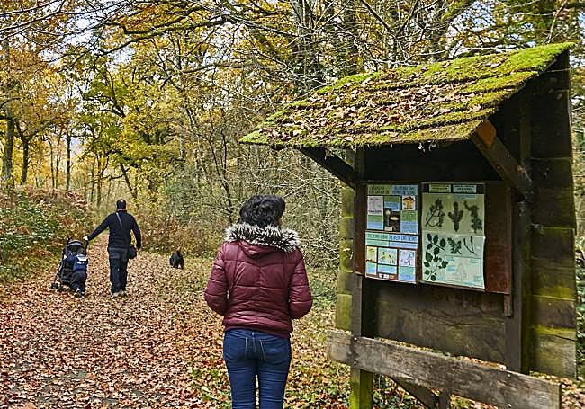 Bosque de Orgi en pleno otoño.