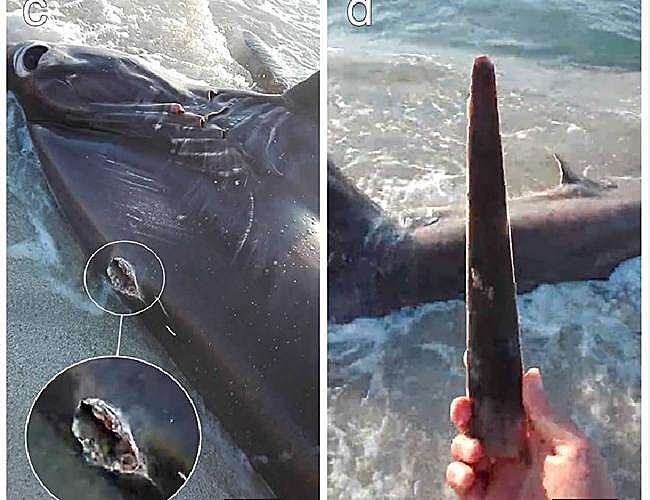 Imagen de archivo de un ataque de pez espada a un escualo.