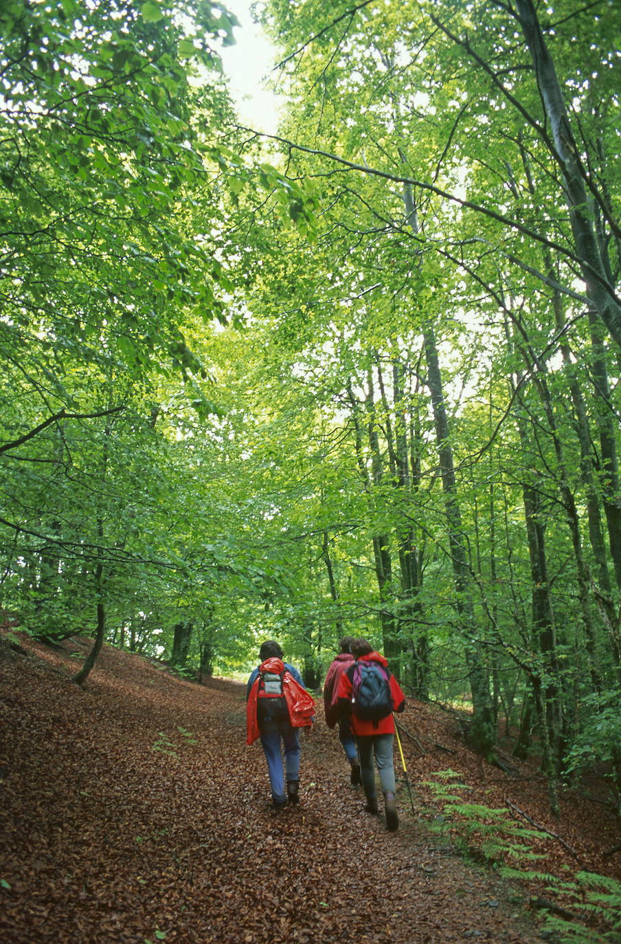 Imagen - Buscando setas por el Parque Micológico de Ultzama