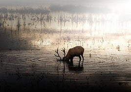 La fotografía de Natividad Castillo, ganadora del concurso 'Escenas de Álava' en la pasada edición.