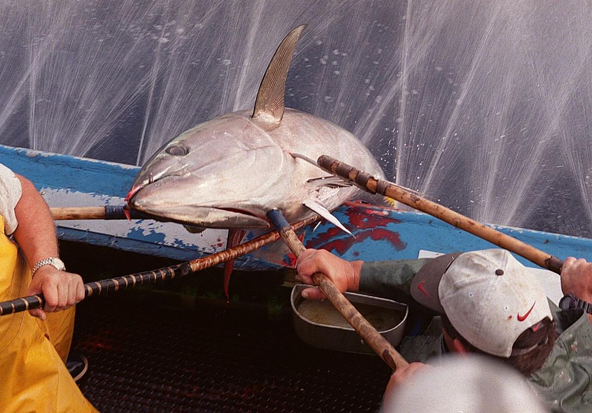 Imagen principal - Pescadores de Hondarribia izan a bordo de un atunero un cimarrón capturado en aguas del Cantábrico en 1999. En medio, Juan José Navarro, director adjunto de Balfegó, y Rogelio Pozo, CEO de Azti, ante la estructura de la primera jaula de engorde de atún rojo del Cantábrico que se instalará frente a Orio y Getaria. Abajo, José Mendoza, de Eskura en Bermeo, ultima un niguiri de atún rojo en la barra de su restaurante.