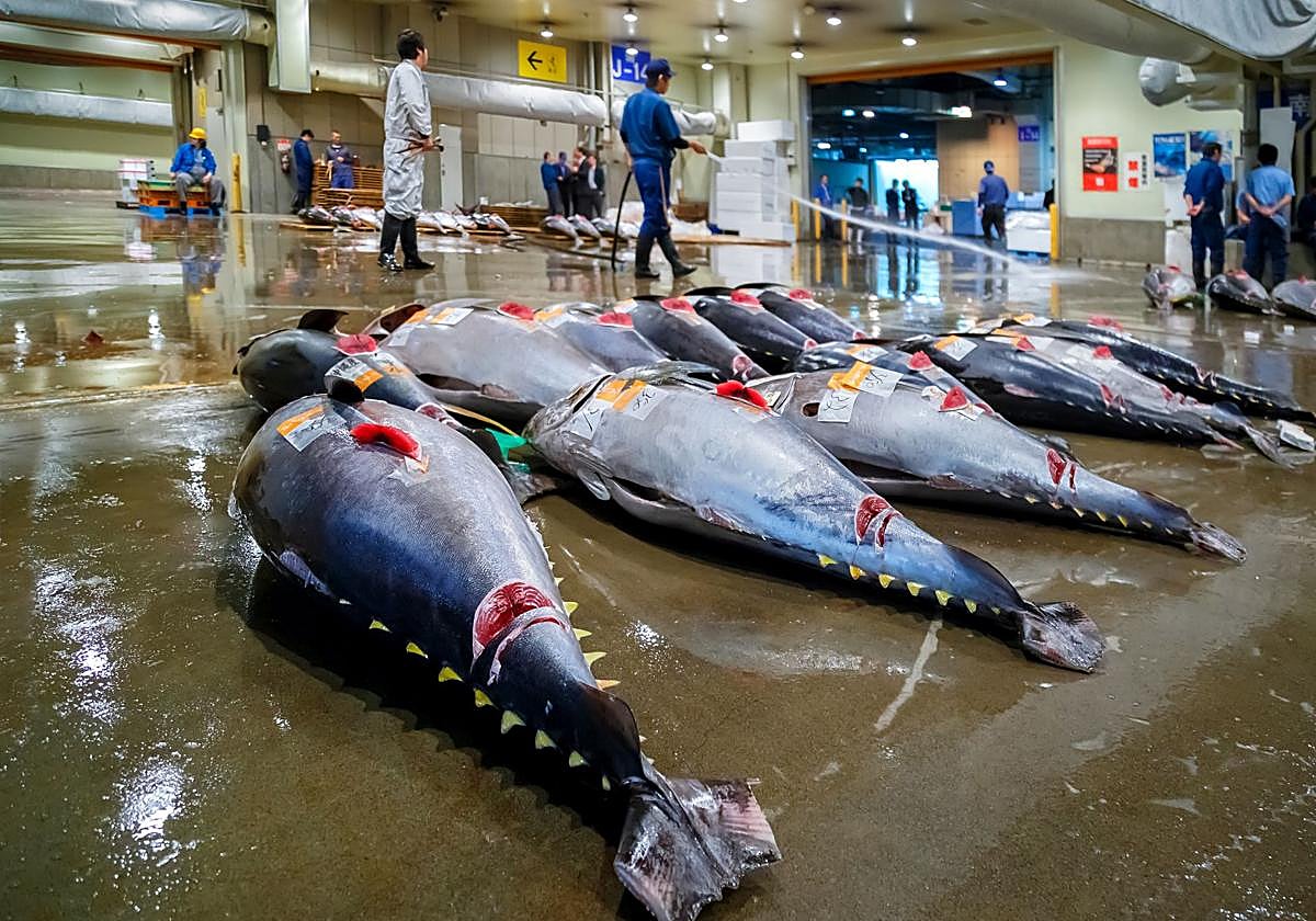 Subasta de atunes rojos frescos en la lonja de pescado de Osaka.