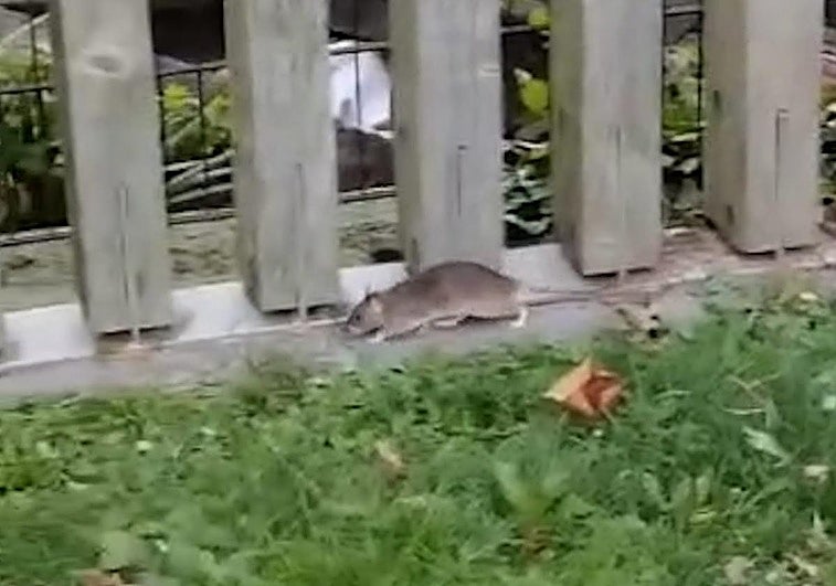 Captura de una rata junto a un parque infantil de Santurtzi.
