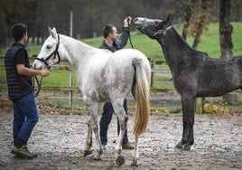 Zaldialdia contará con más de 120 animales expuestos y en muchos casos a la venta, entre ellos gran variedad de razas de equinos