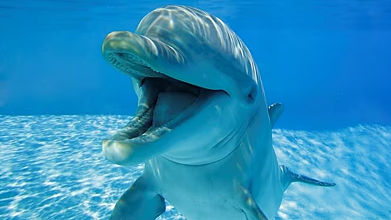 Los delfines no solo son simpáticos y juegan entre ellos: también 'sonríen'