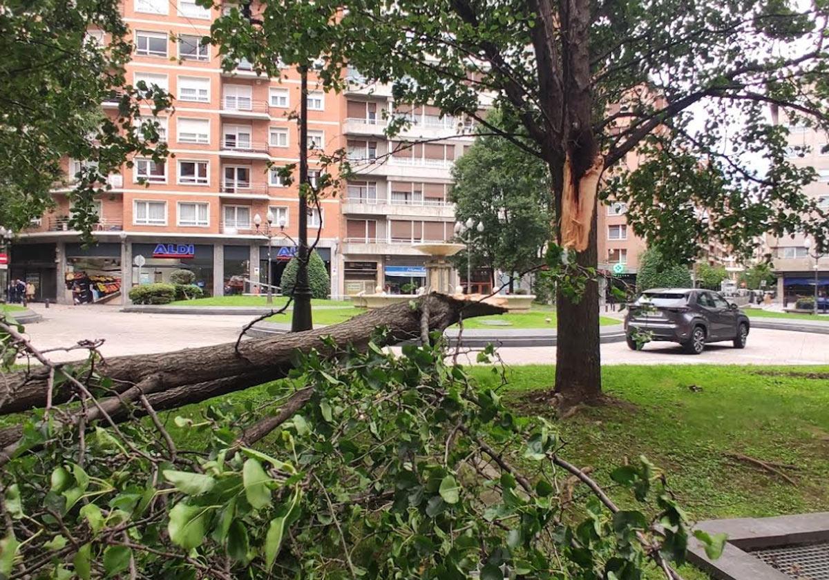 Un árbol se ha caído en la plaza Campuzano de Bilbao por las fuertes rachas de viento.