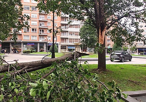 Un árbol se ha caído en la plaza Campuzano de Bilbao por las fuertes rachas de viento.