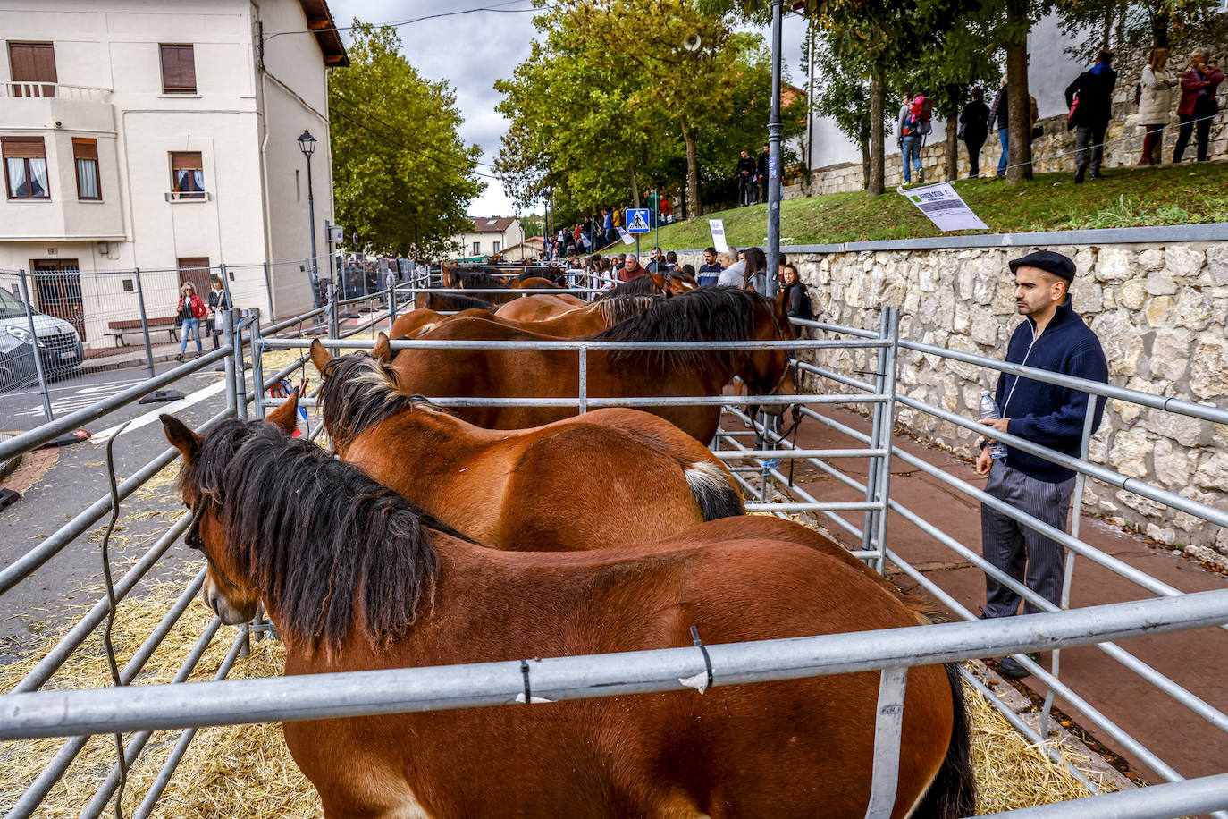 Salvatierra celebra su feria de ganado, que cumple 629 años