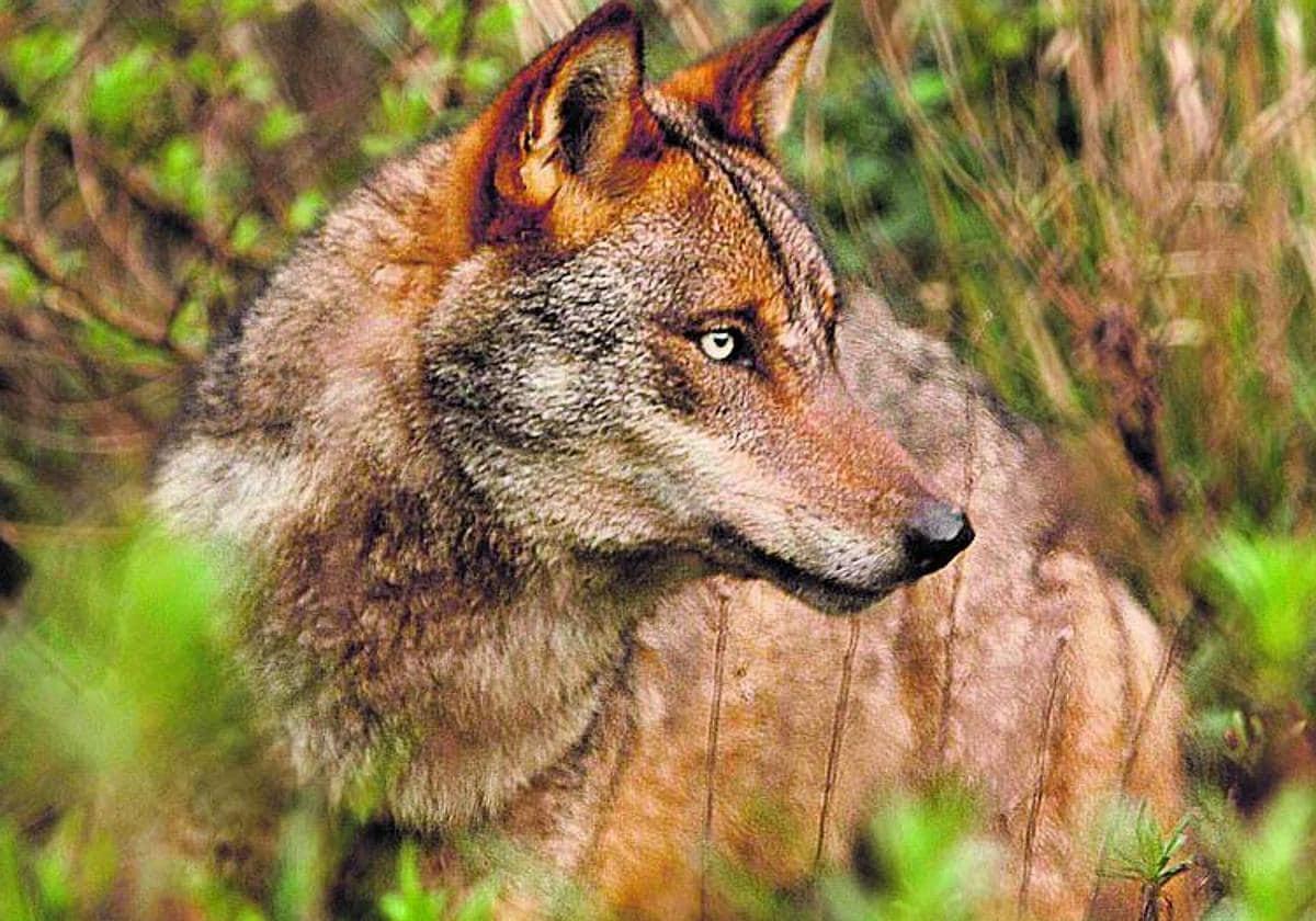 La falacia de la caza legal del lobo