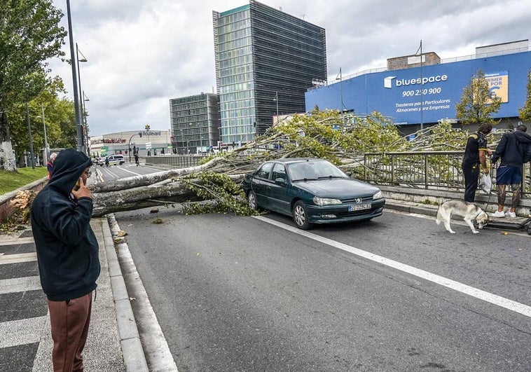 Un conductor se libra de ser aplastado por un árbol derribado por el vendaval en Vitoria