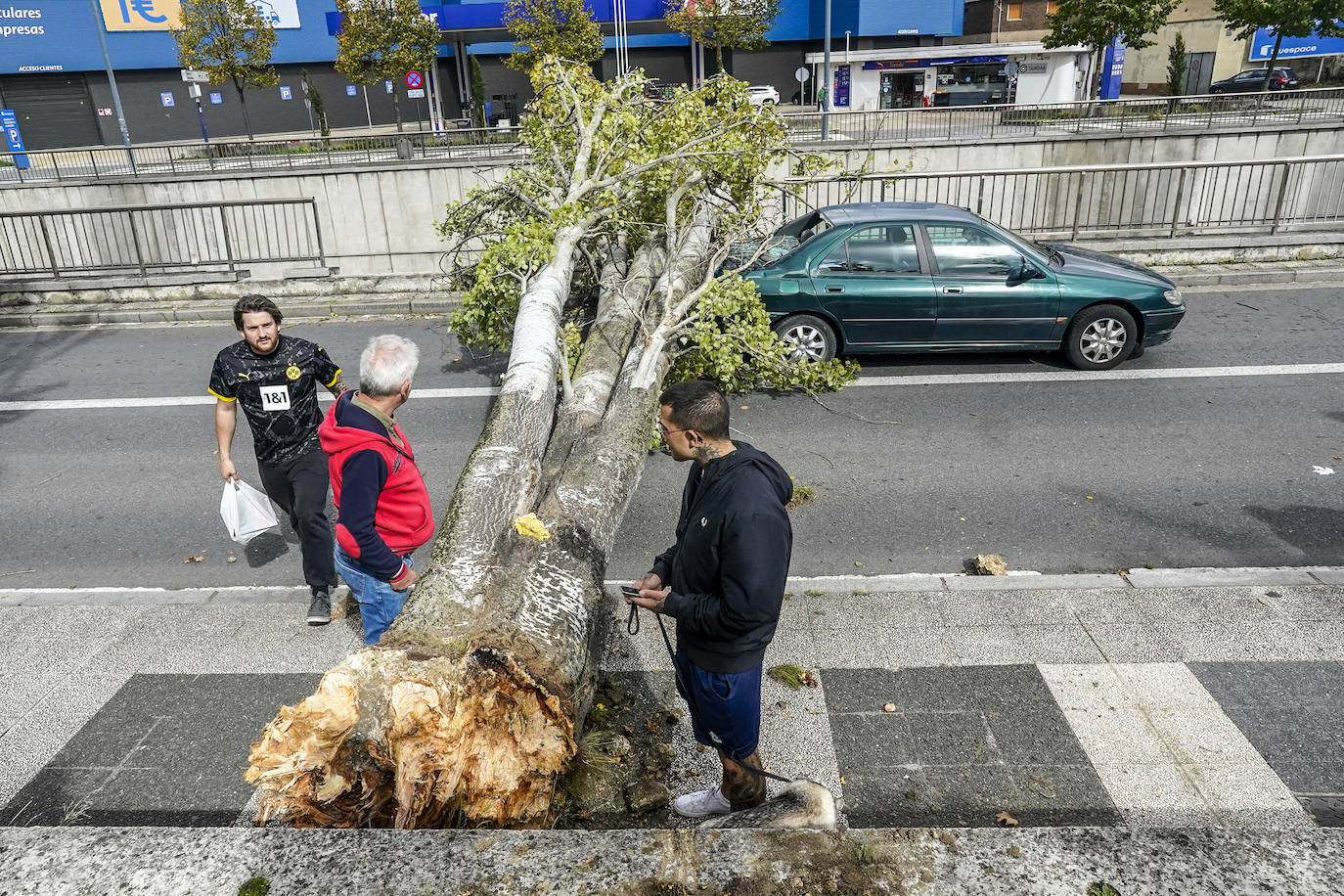 Árbol caído en la calle Madrid.