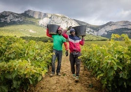 Dos temporeros posan, en plenas labores de vendimia, frente a la sierra de Cantabria