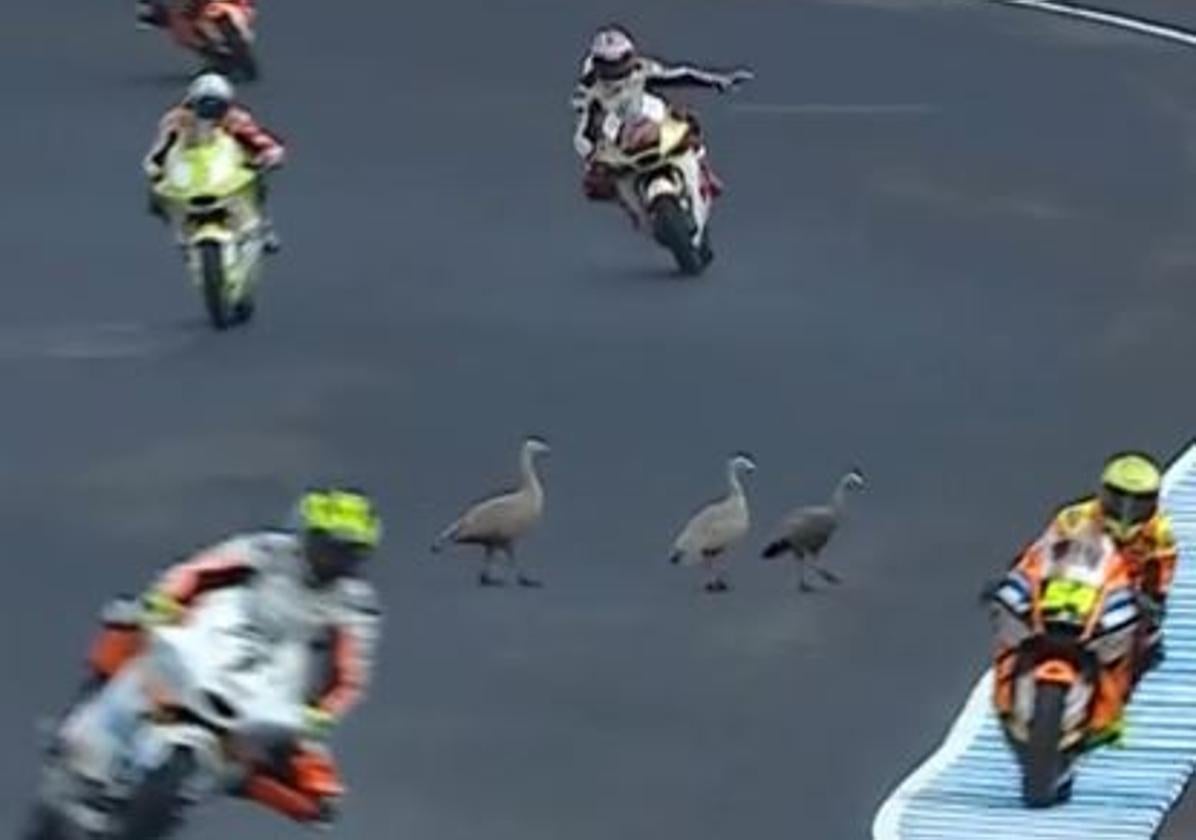 Tres ocas y un conejo se cuelan en la pista del GP de Australia