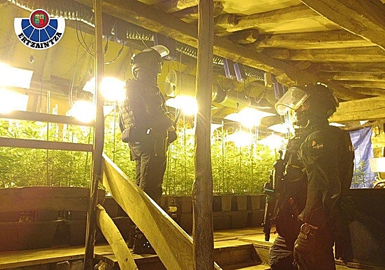 Desmantelan tres plantaciones de marihuana en Orozko, Ugao-Miraballes y Bilbao