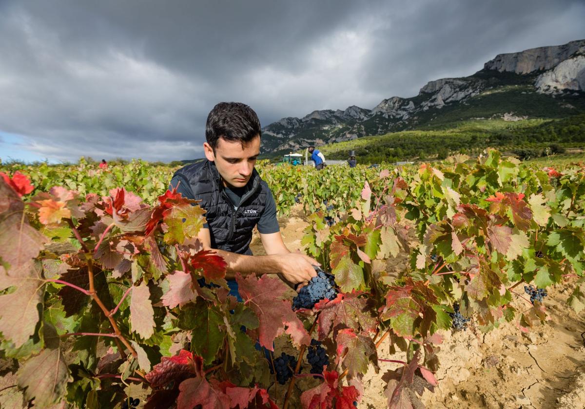 Un viticultor, revisando los racimos de unas vides en Baños de Ebro