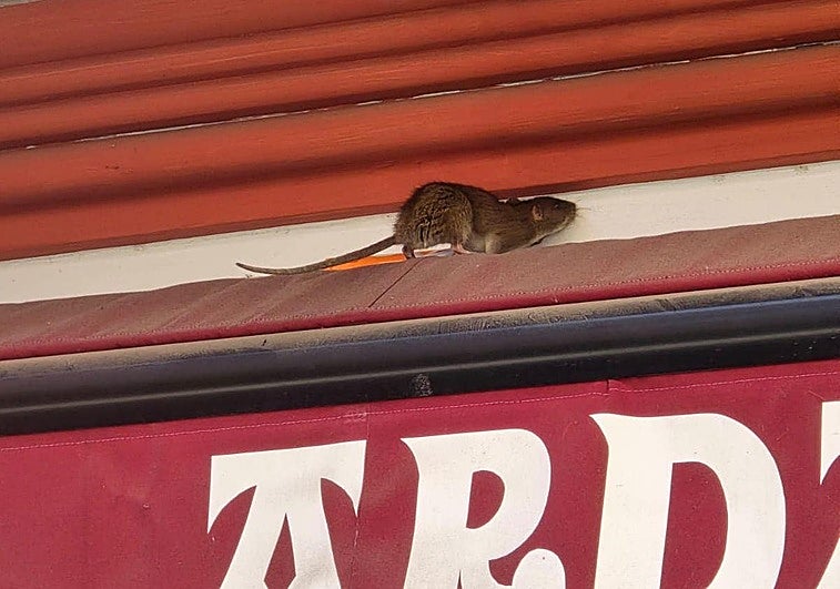 Una rata pasea a plena luz del día sobre el toldo de un local de Kabiezes.