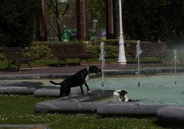 Perros en el parque Doña Casilda de Bilbao