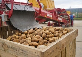 La campaña de la patata está siendo difícil porque las lluvias impiden acceder al terreno.