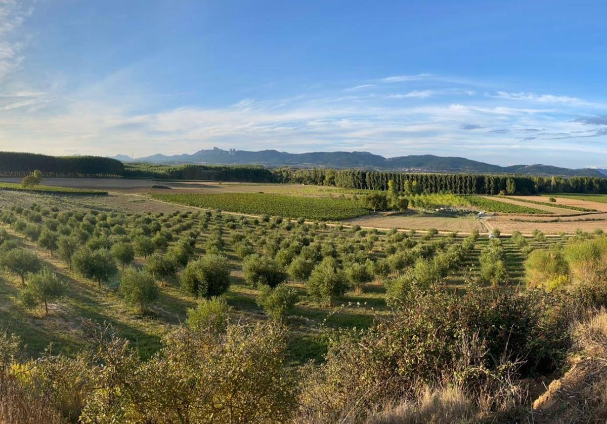 Olivar Finca Malzapato.