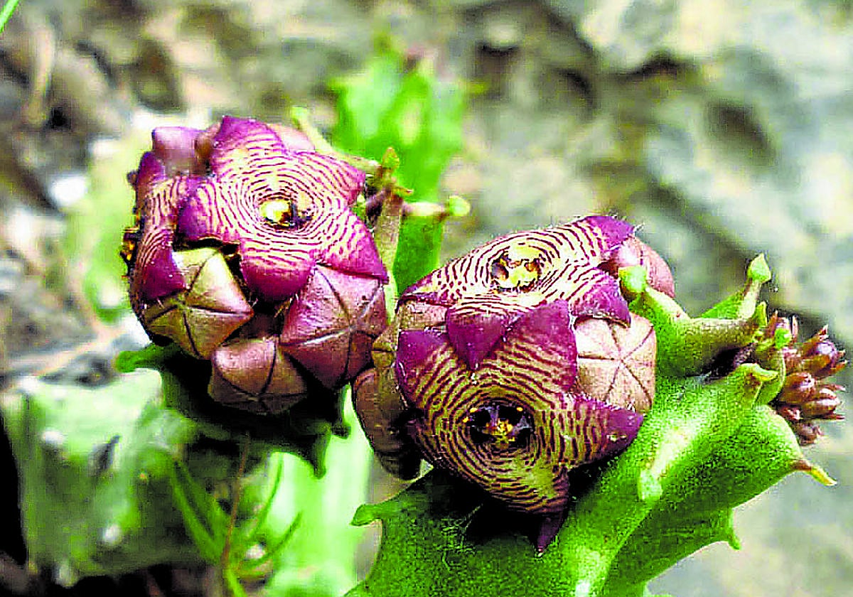La Chumberilla de lobo tiene entre 2 y 15 flores.