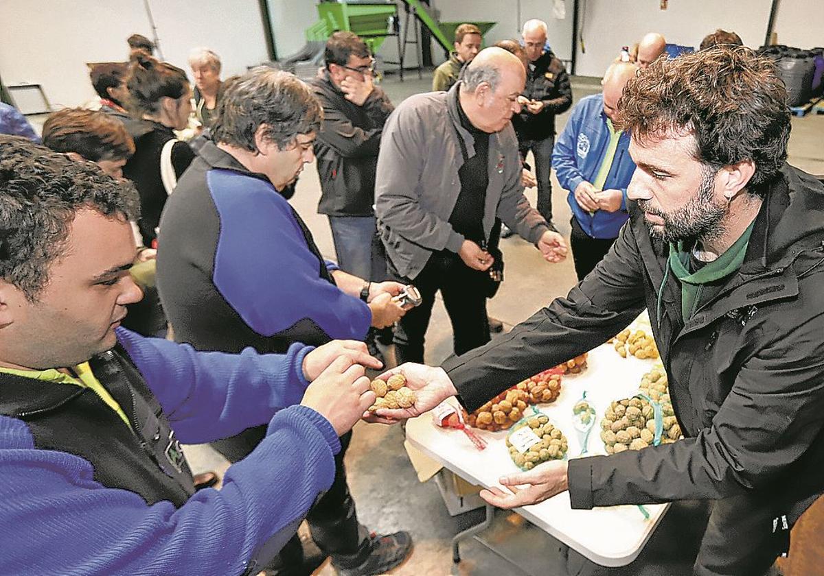 Las heladas de San Prudencio dañaron el fruto y ha habido menor producción que el año pasado.