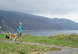 Un hombre pasea junto a sus perros, con el pinar afectado de color marrón al fondo.