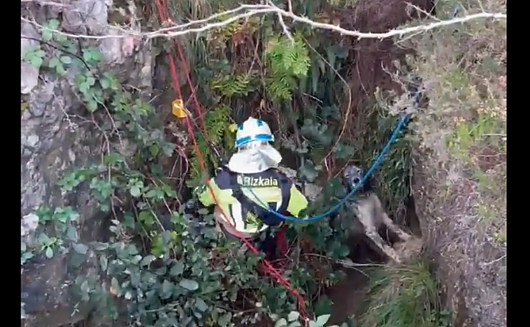 Imagen del rescate de los perros.