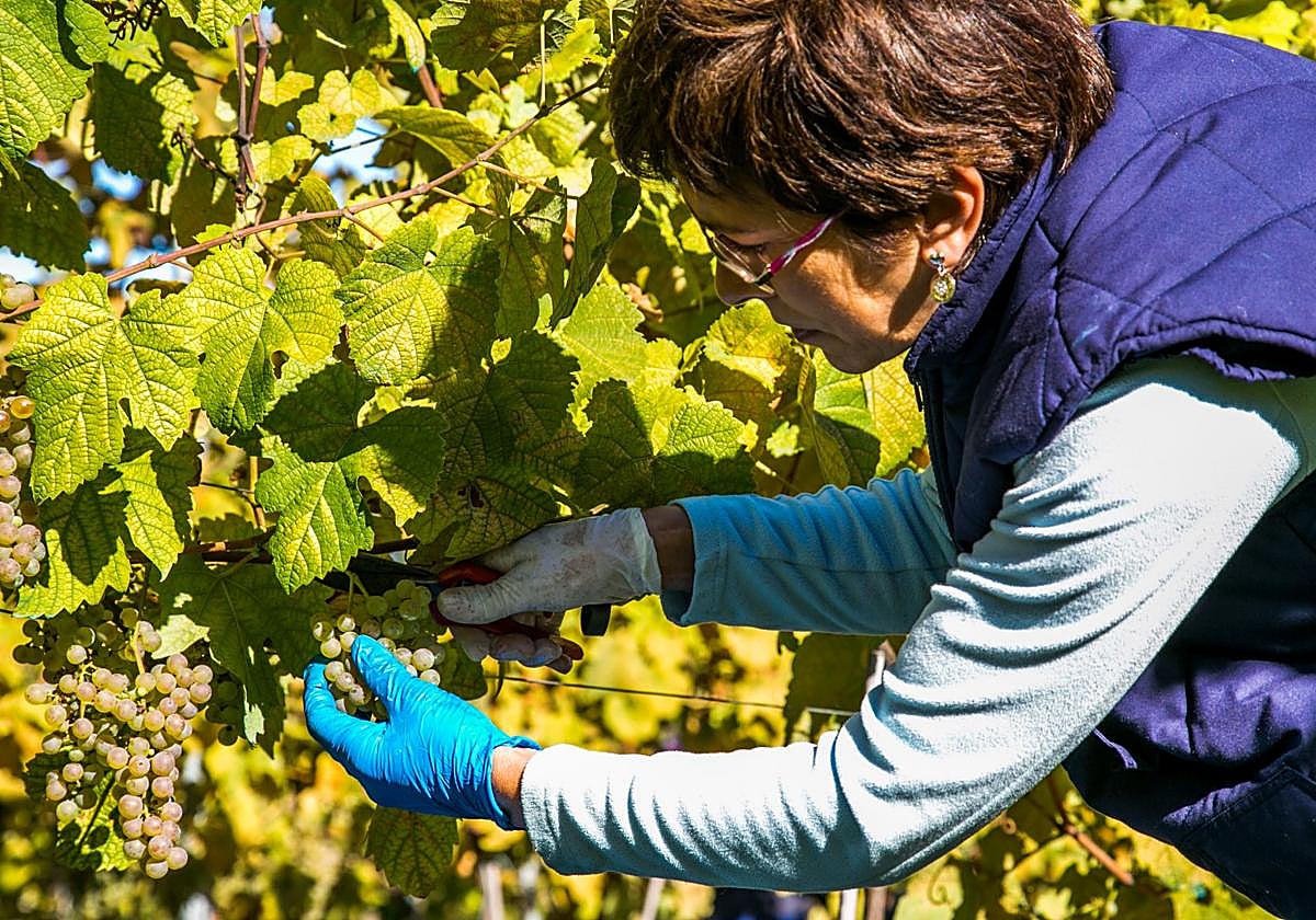 Vendimia en la Bodega Talleri Berria.