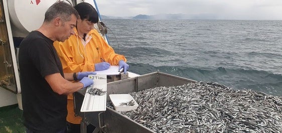 Científicos de Azti recogen muestras durante la campaña para estudiar la población joven de anchoa.