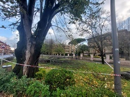 Las fuertes rachas de viento del fin de semana derribaron un tilo en la Avenida Zugazarte de Las Arenas.