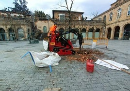 Un operario de la Brigada municipal elimina un tocón de un árbol en el Pasealeku.