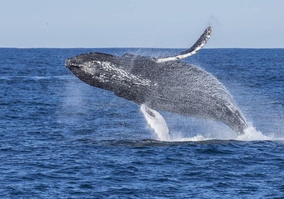 Una yubarta sale a la superficie en la costa de California.