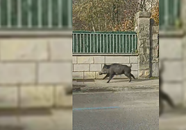 Graban a un jabalí correteando por el centro de Bakio