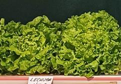 Lechuga: