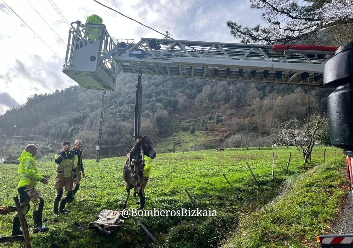 Los bomberos rescatan a un burro atrapado en el cauce del río en Lea Artibai: «No ha sido difícil»