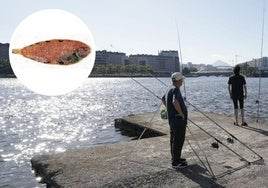 Al menos 57 especies de peces y 33 de crustáceos habitan bajo la superficie. En la imagen, pescadores en Erandio.