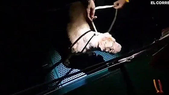 La Guardia Civil rescata a un perro que cayó al mar en Nochebuena asustado por los petardos