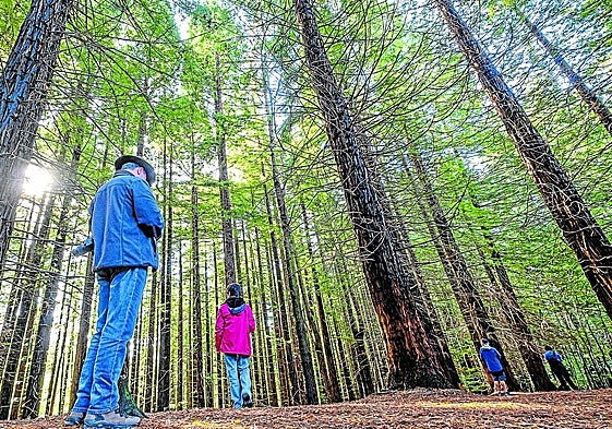 Los ejemplares fueron plantados en la década de los cuarenta del siglo pasado.