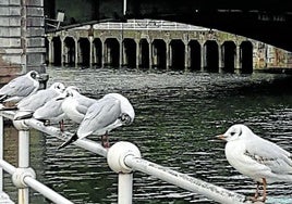 Ejemplares de gaviota reidora en la ría de Bilbao.