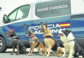 La Policía Nacional fue uno de los cuerpos que envió unidad canina a los Juegos de París.