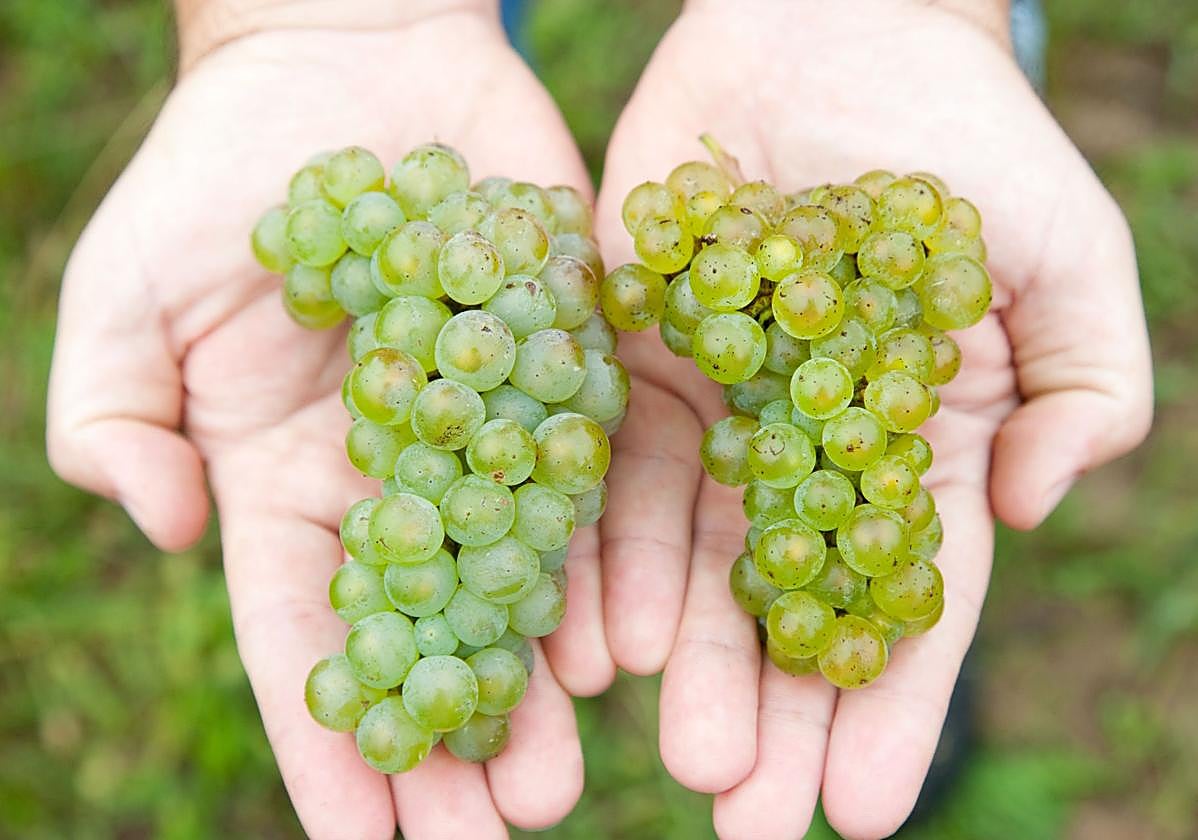 La UE acepta el término 'txakoli' y abre la puerta a usar nuevas variedades de uva